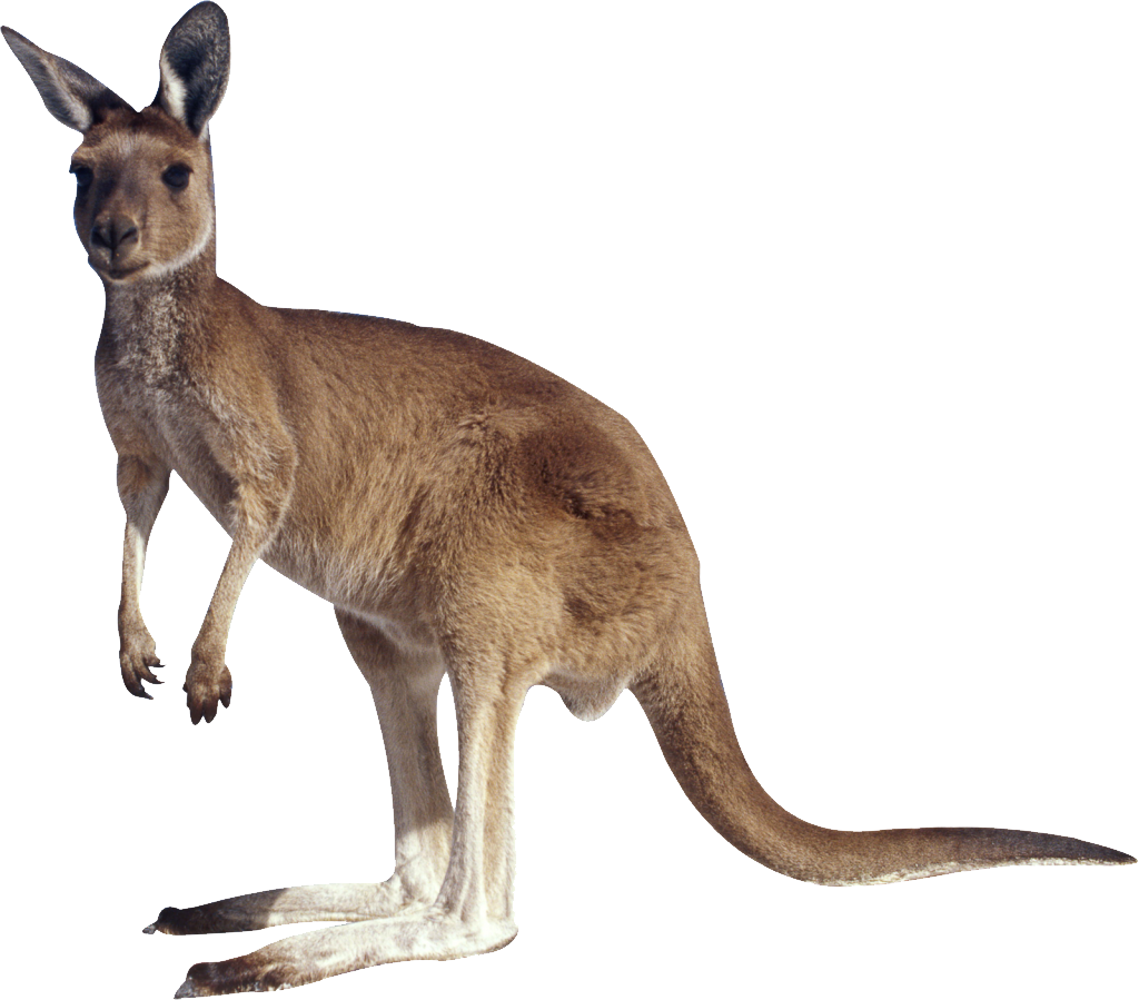 Wild Kangaroo Clipart Png HD Free Download