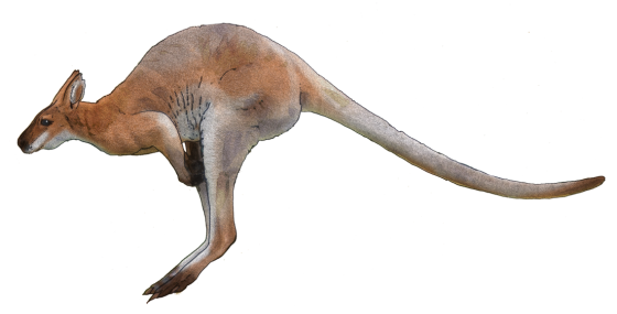 Wild Kangaroo Pic Png HD Free Download