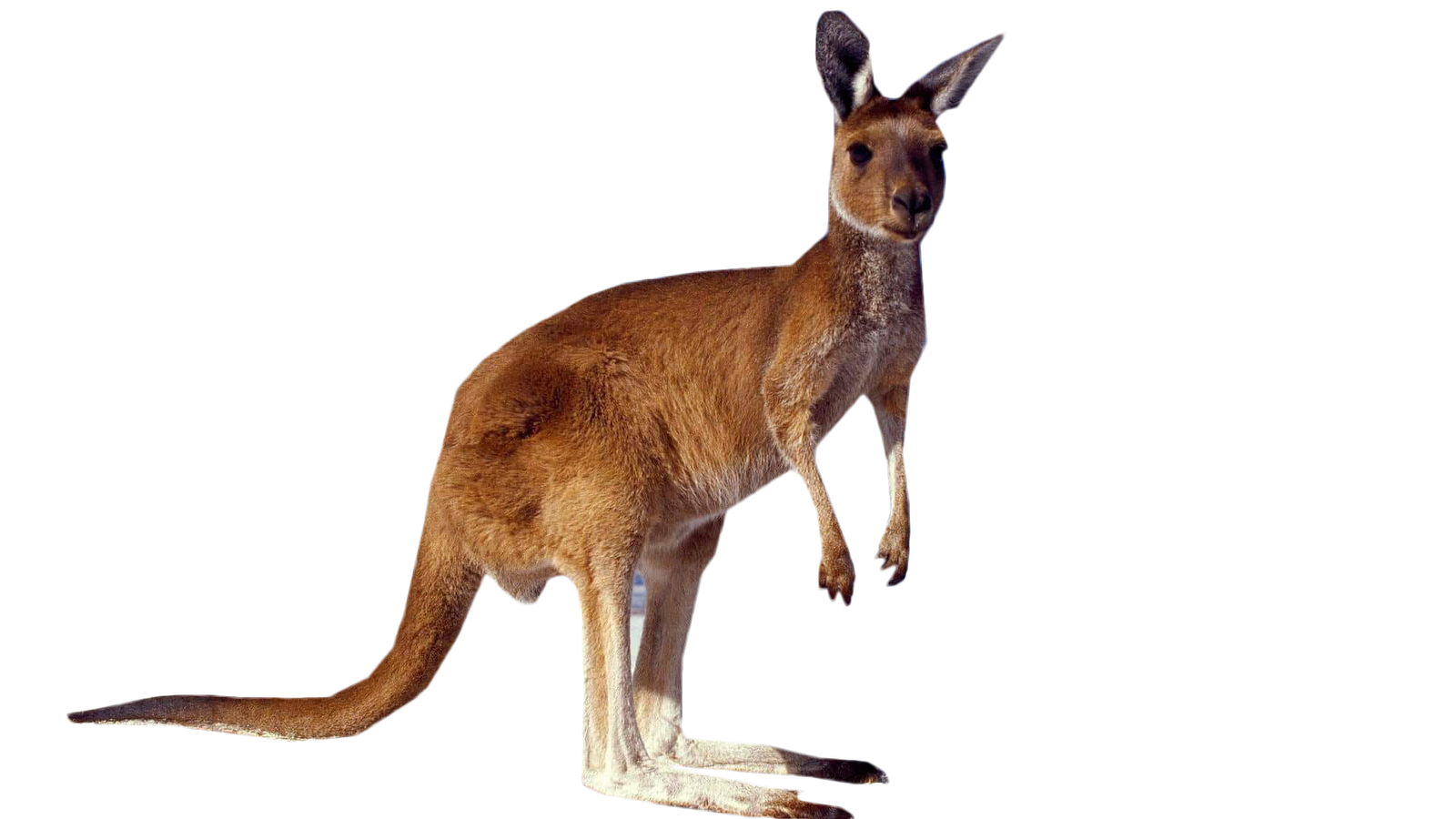 Wild Kangaroo Png HD Free Download