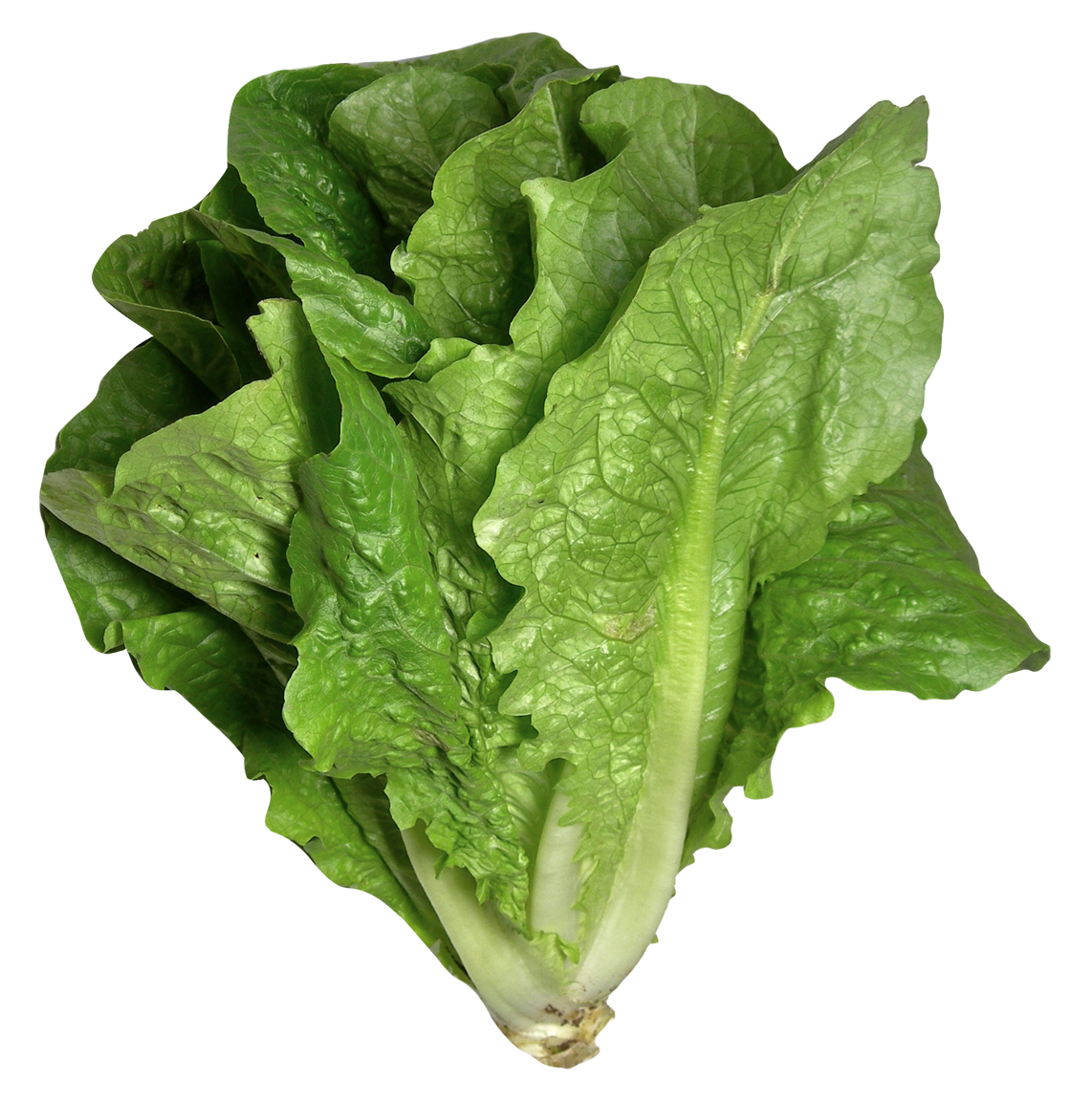 Fresh Celtuce Png HD Free Download