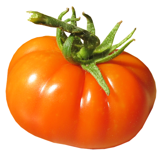 Fresh Juicy Tomatoes Bunch Png HD Free Download