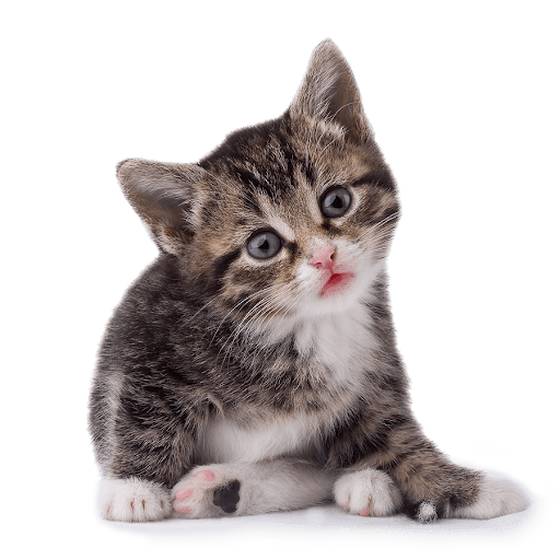 Cute Kitten Png HD Free Download