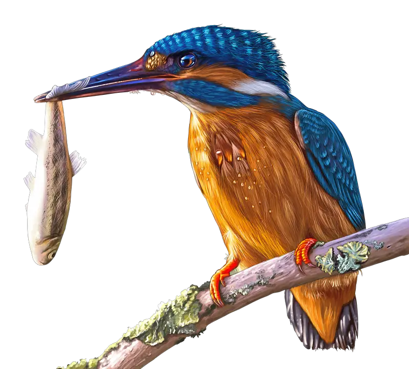 Kingfisher Bird Beak Png HD Free Download