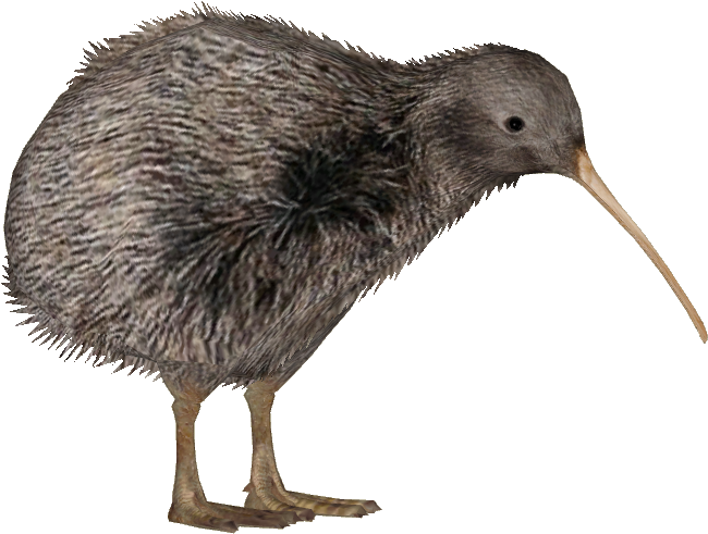 Kiwi Bird Png HD Free Download