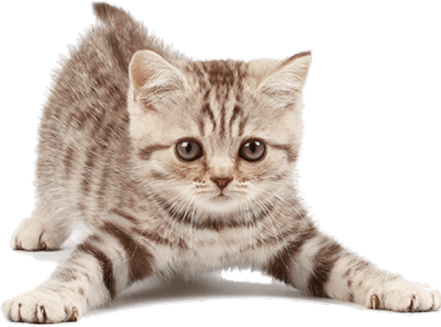 Little Kitten Png HD Free Download