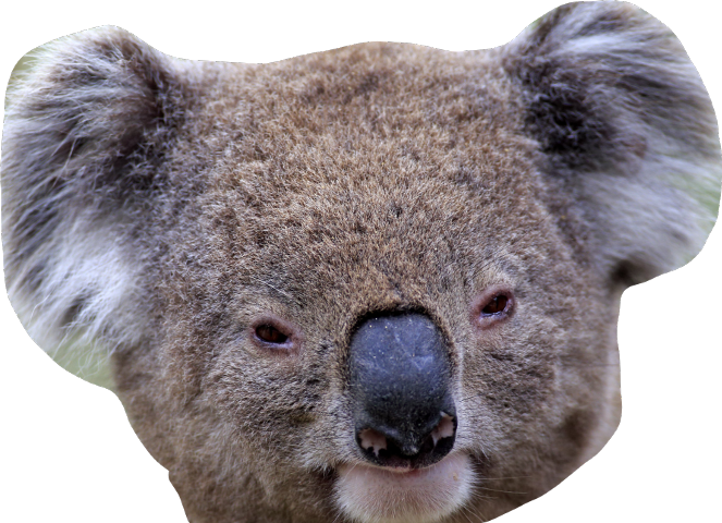 Photos Koala Face Png HD Free Download