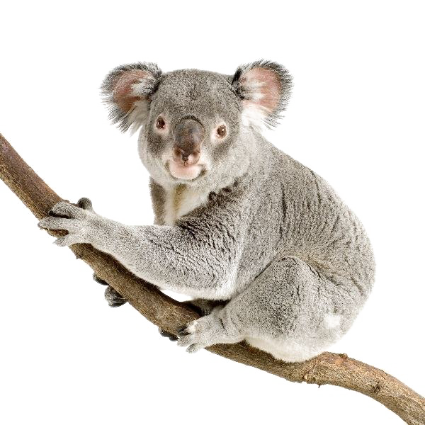 Koala Png HD Free Download