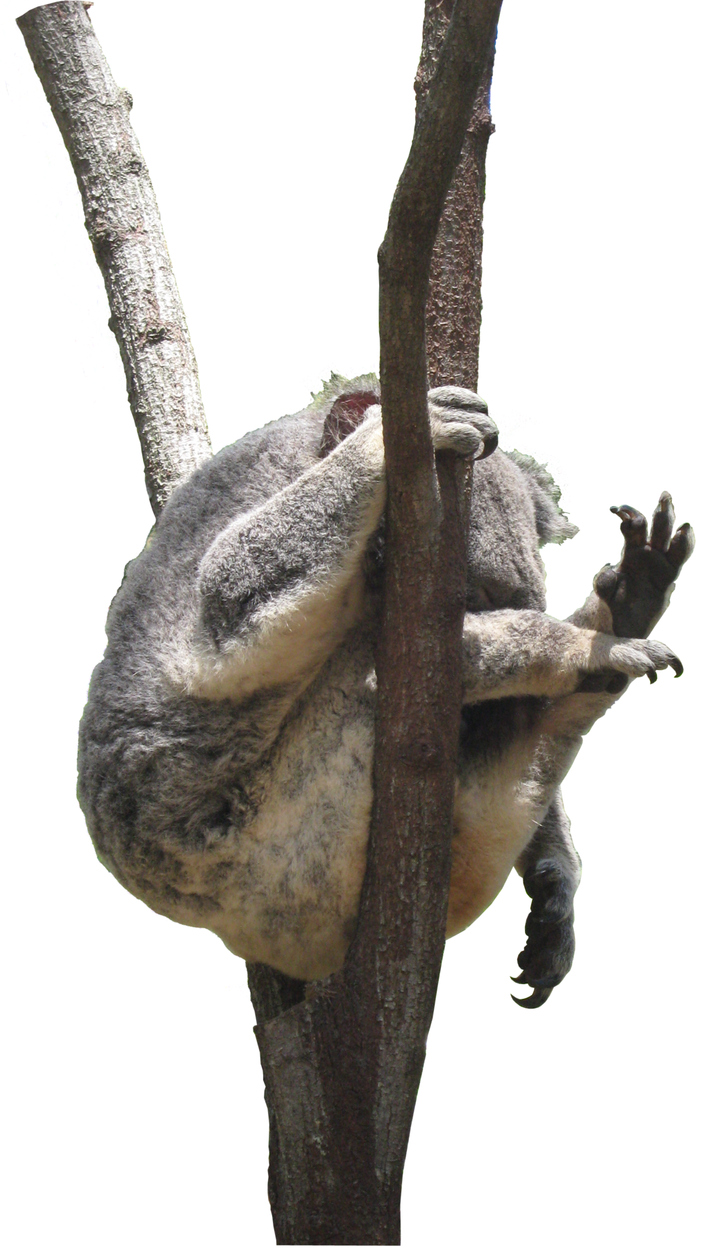 Picture Koala Transparent Png HD Free Download