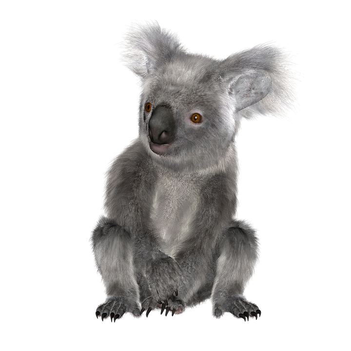 Koala Png HD Free Download