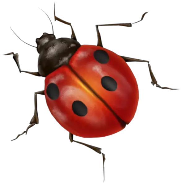 Ladybug Insect Png HD Free Download
