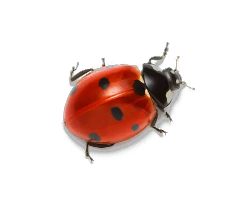 Ladybug Insect Red Png HD Free Download