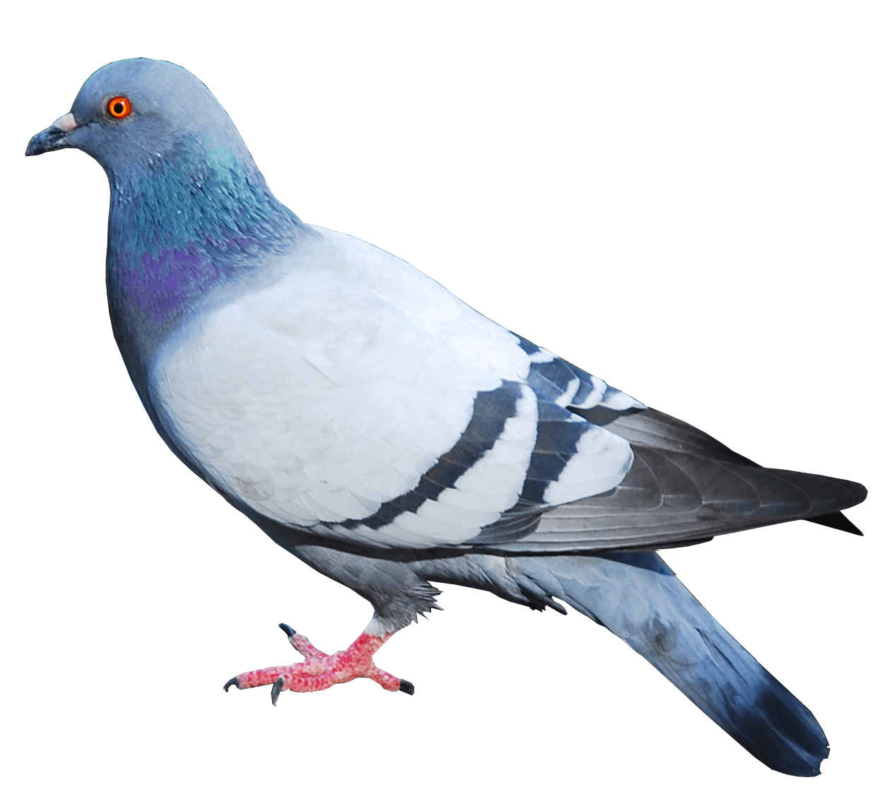 Columbidae Pigeon Domestic Png HD Free Download