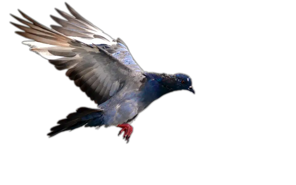 Columbidae Pigeon Domestic Png HD Free Download