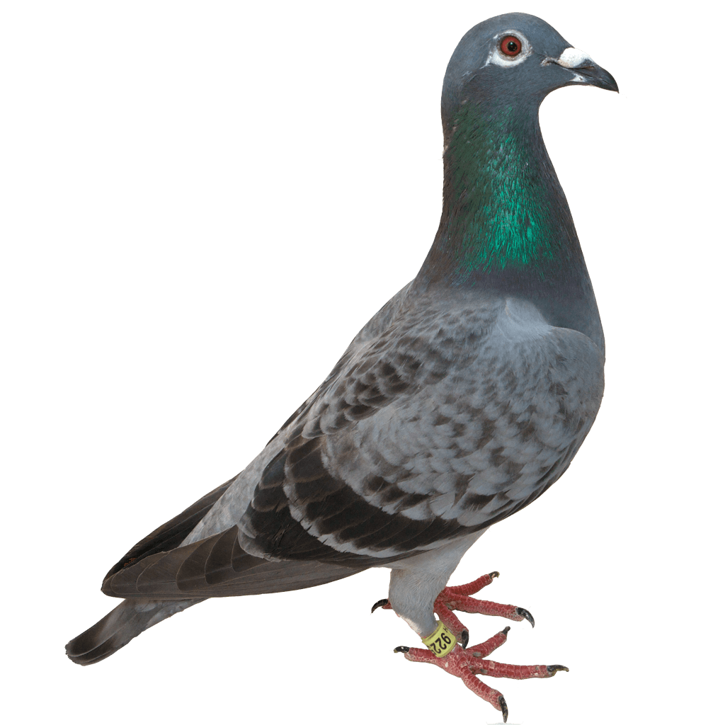 Columbidae Pigeon Domestic Clipart Png HD Free Download