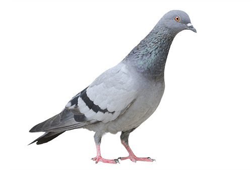 Columbidae Pigeon Domestic Png HD Free Download