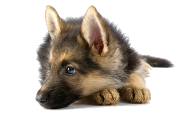 Puppy Dog Face Png HD Free Download