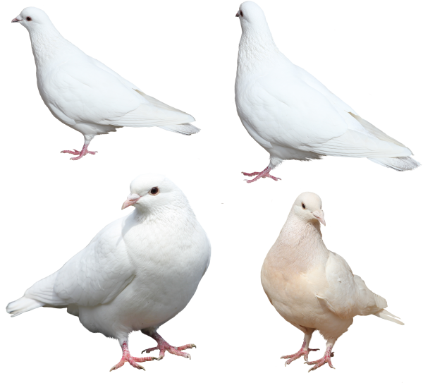 Columbidae White Pigeon Clipart Png HD Free Download