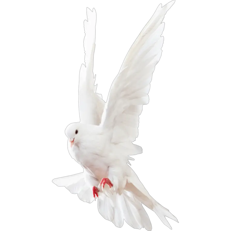 Columbidae White Pigeon Png HD Free Download