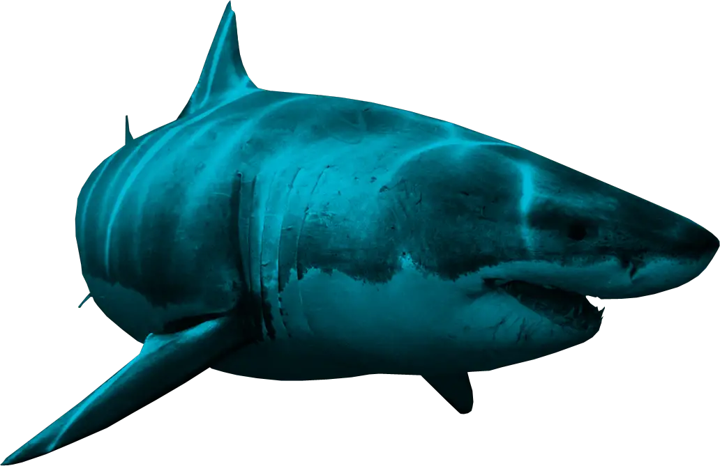 Shark Aquatic Nemo Png HD Free Download