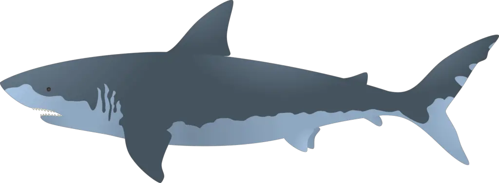 Big Shark Megalodon Clipart Png HD Free Download