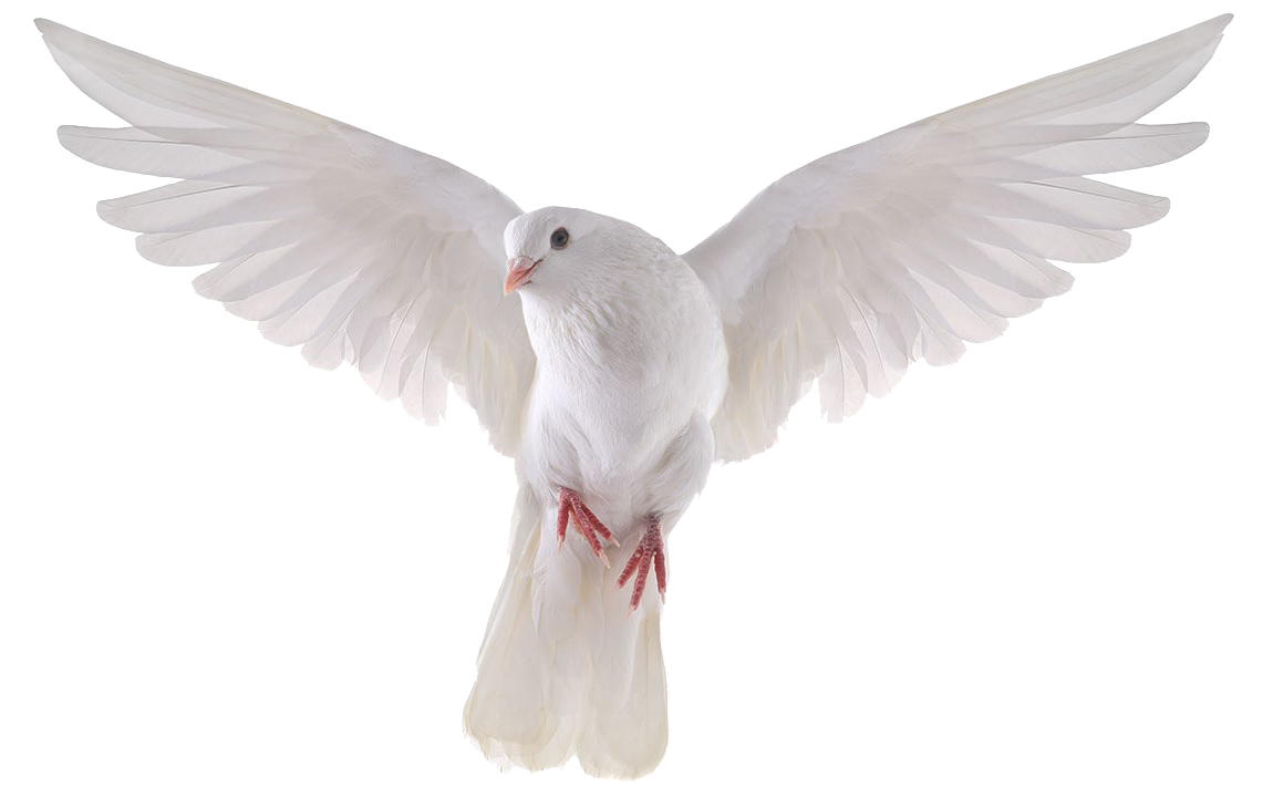 Flying Pigeon Peace Png HD Free Download