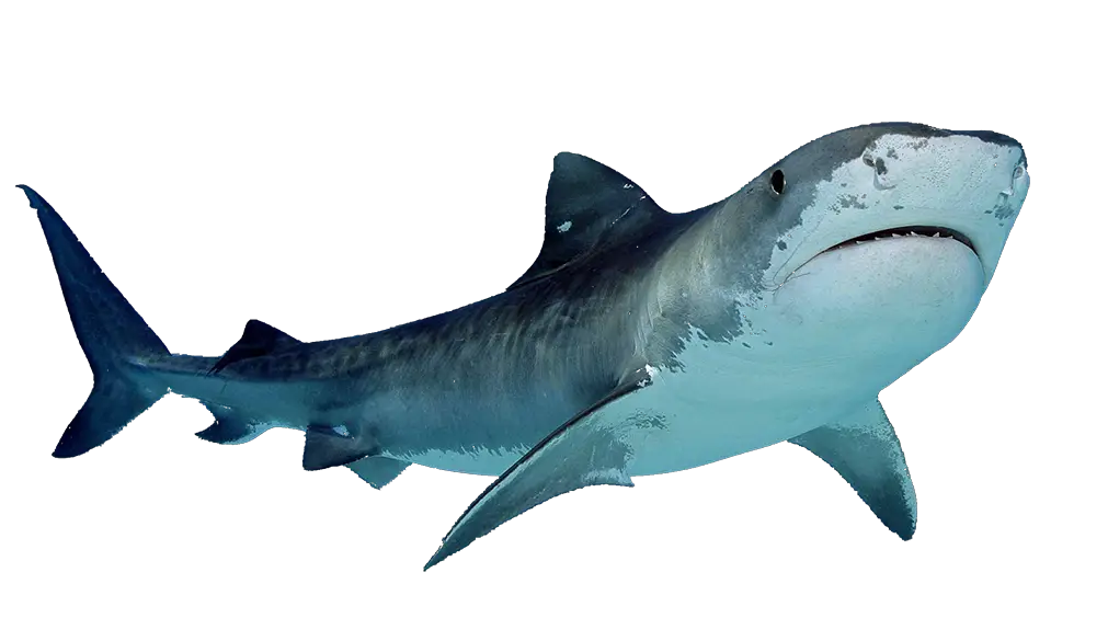 Megalodon Shark Png HD Free Download