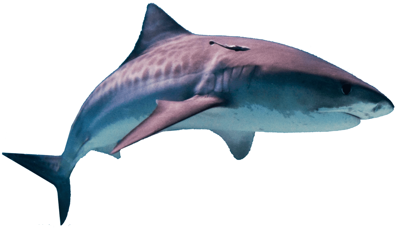 Megalodon Shark Pic Png HD Free Download