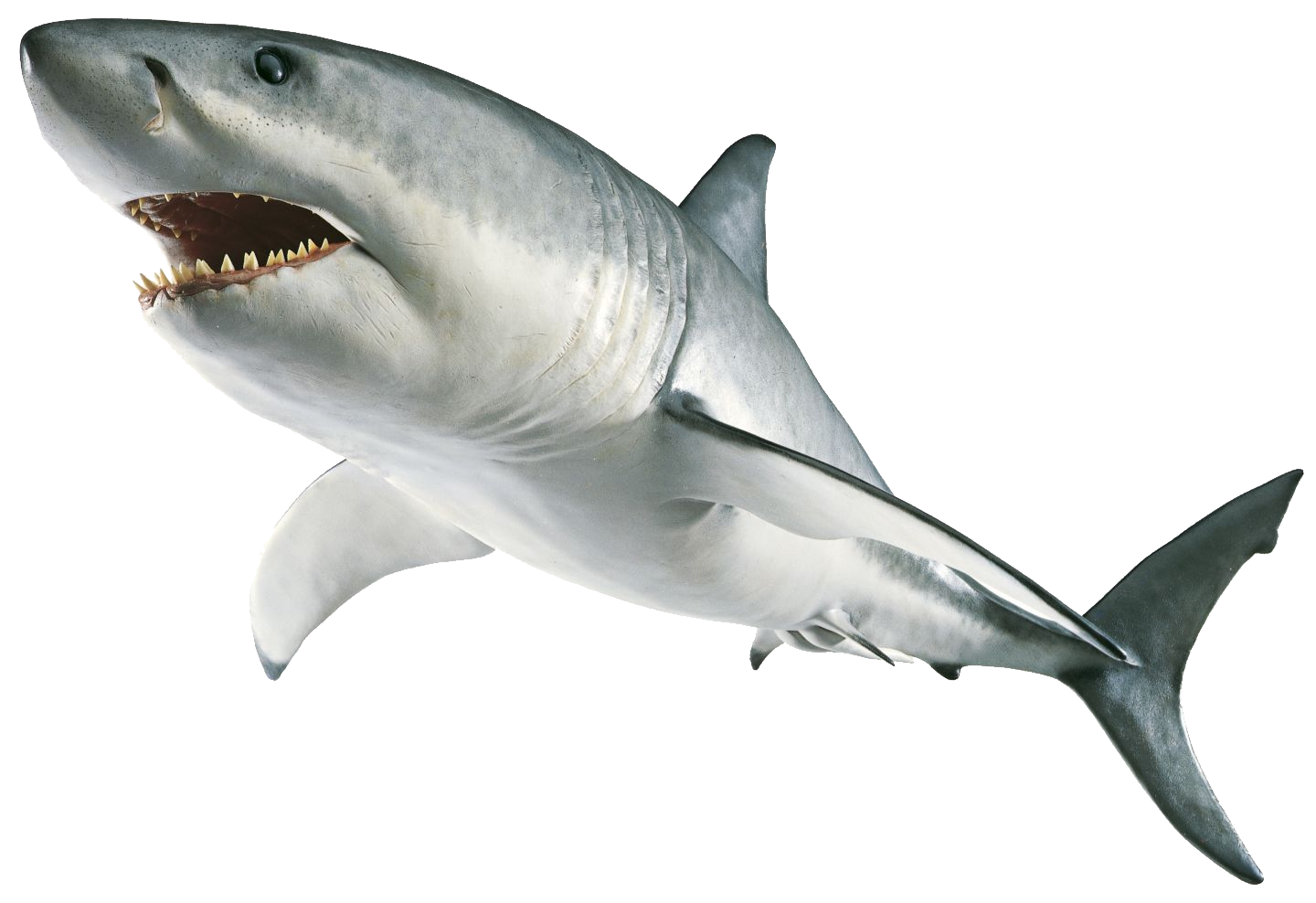 Megalodon Shark Png HD Free Download