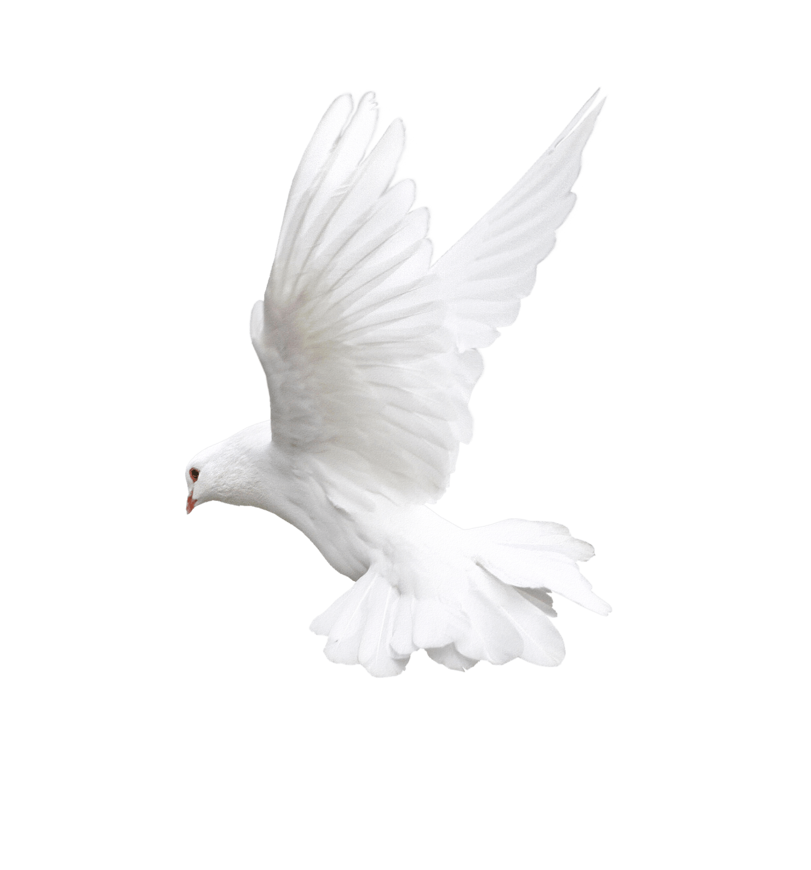 Peace Pigeon File Png HD Free Download