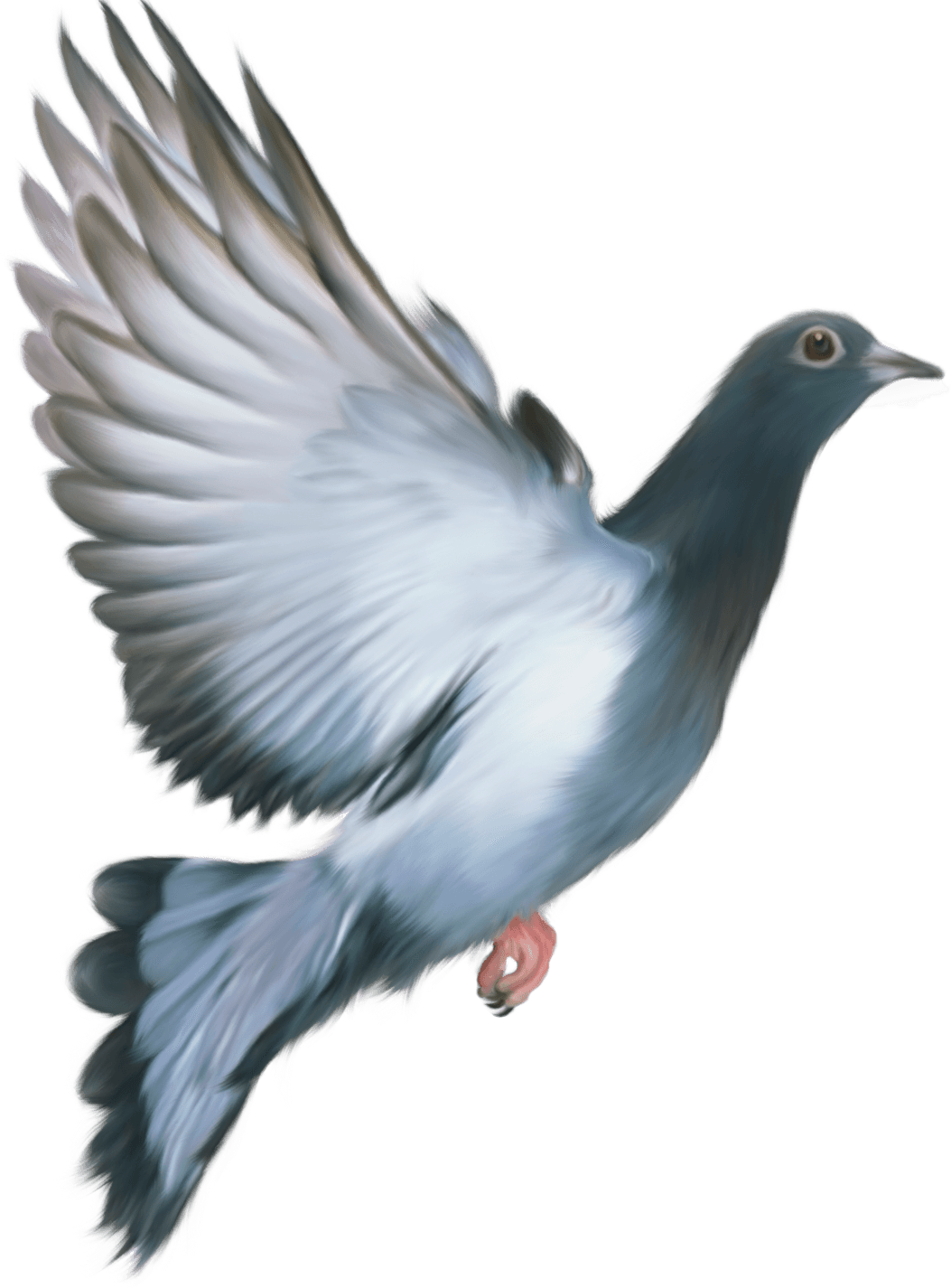 Photos Peace Pigeon Png HD Free Download