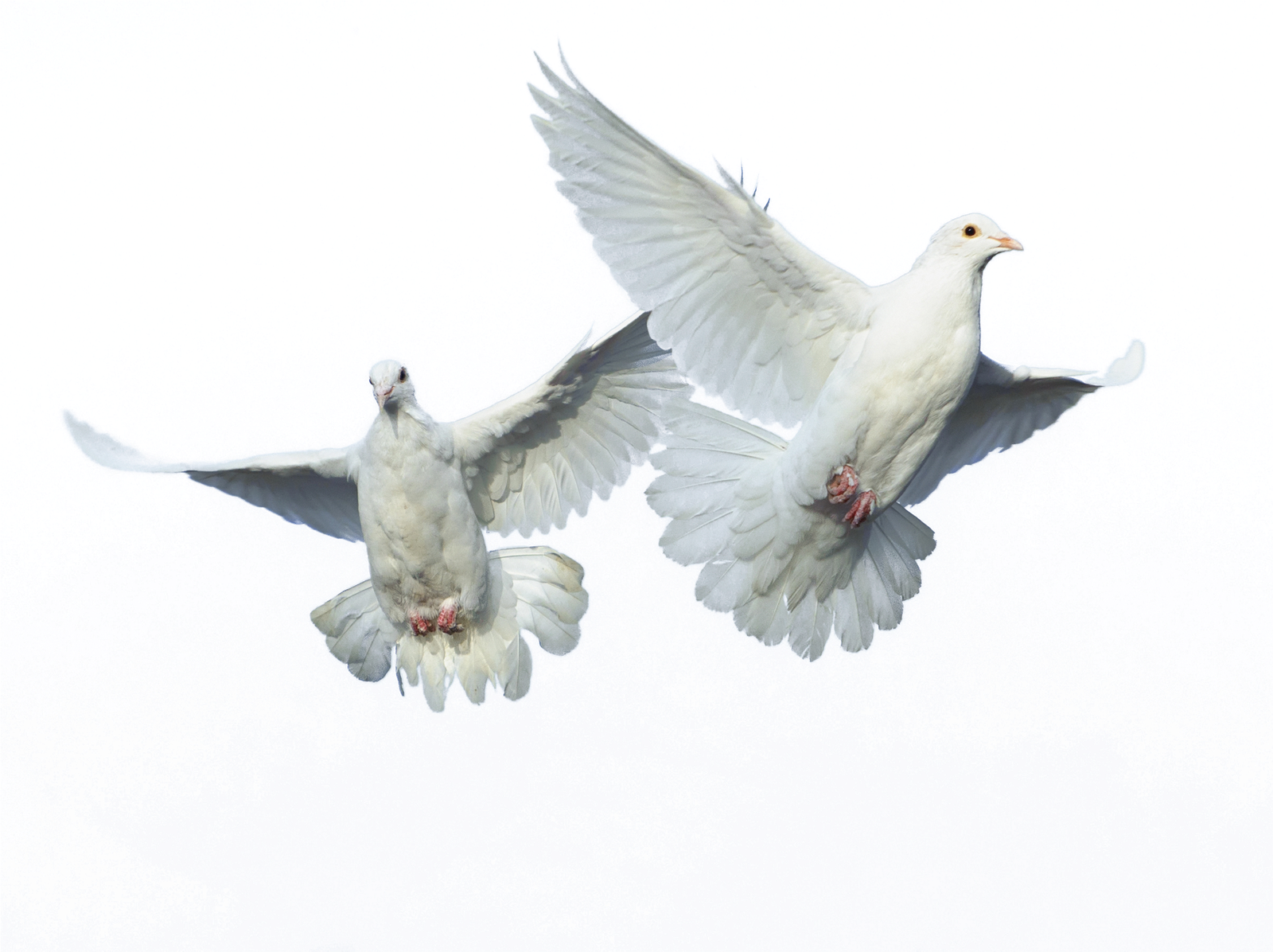 Peace Pigeon Png HD Free Download