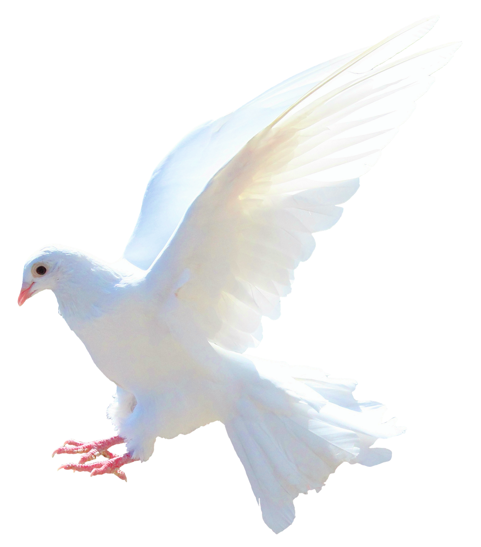 White Peace Pigeon Transparent Png HD Free Download