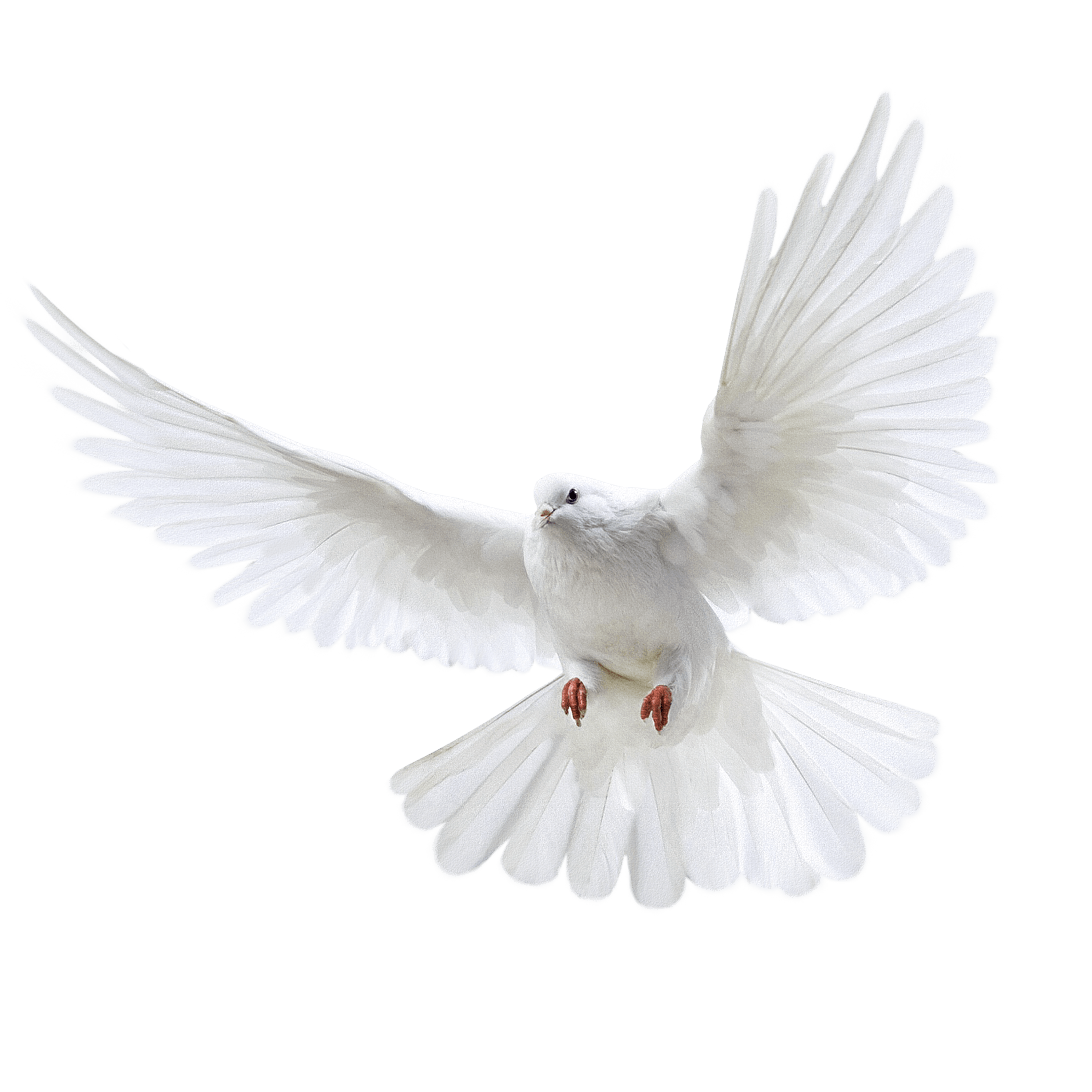 White Peace Pigeon Clipart Png HD Free Download