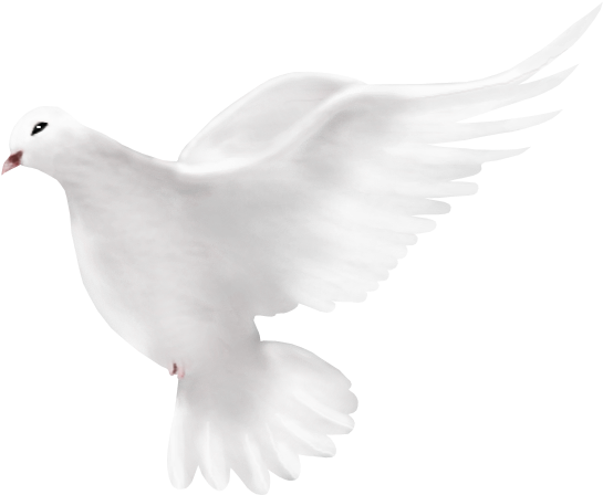 White Peace Pigeon Transparent Png HD Free Download