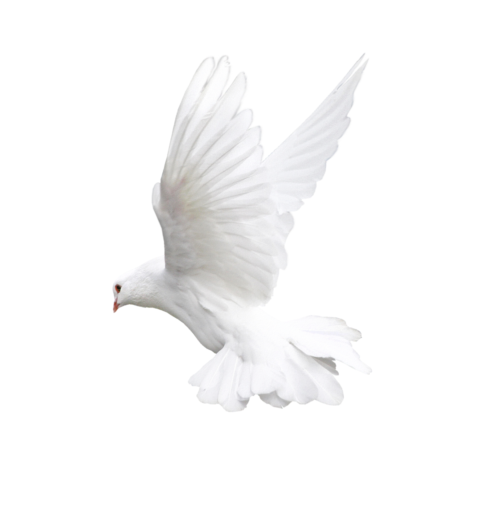 White Peace Pigeon Png HD Free Download
