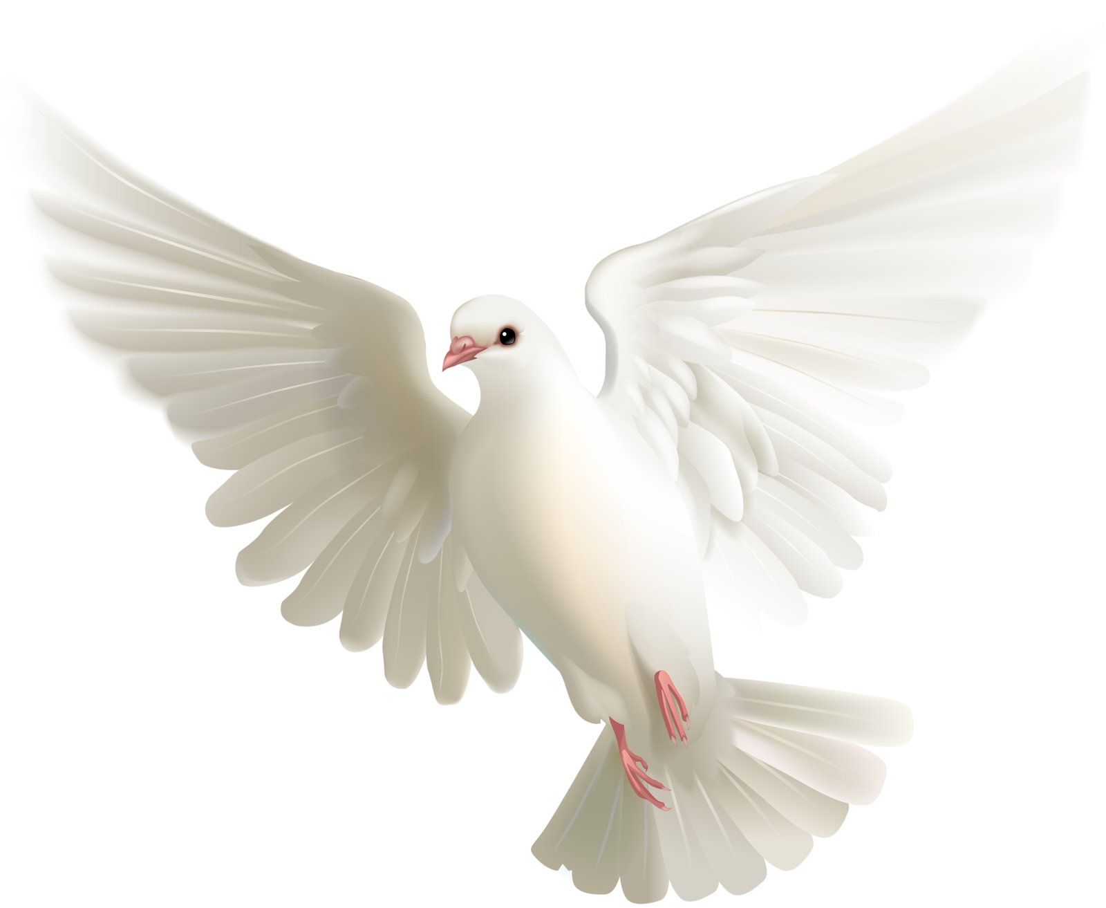 Picture White Flying Pigeon Transparent Png HD Free Download