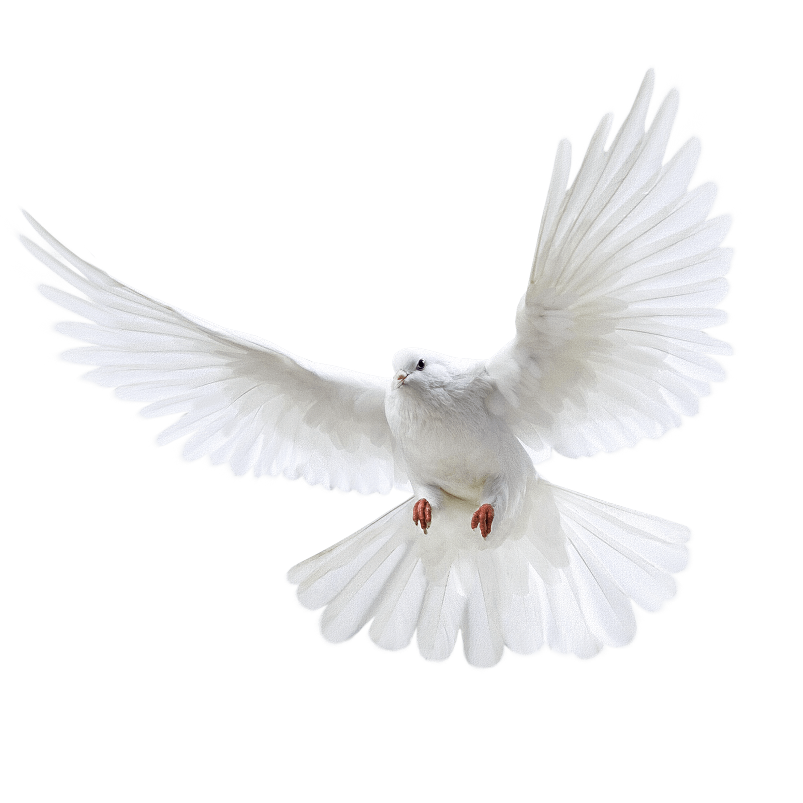 White Flying Pigeon Png HD Free Download