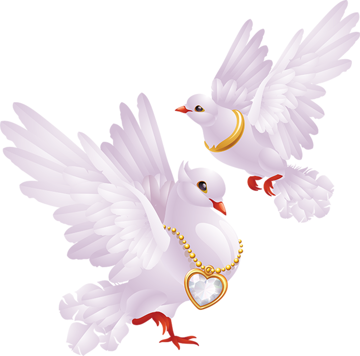 Photos White Peace Pigeon Transparent Png HD Free Download