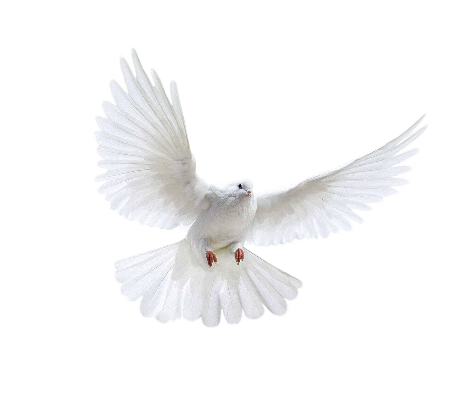 White Peace Pigeon Png HD Free Download