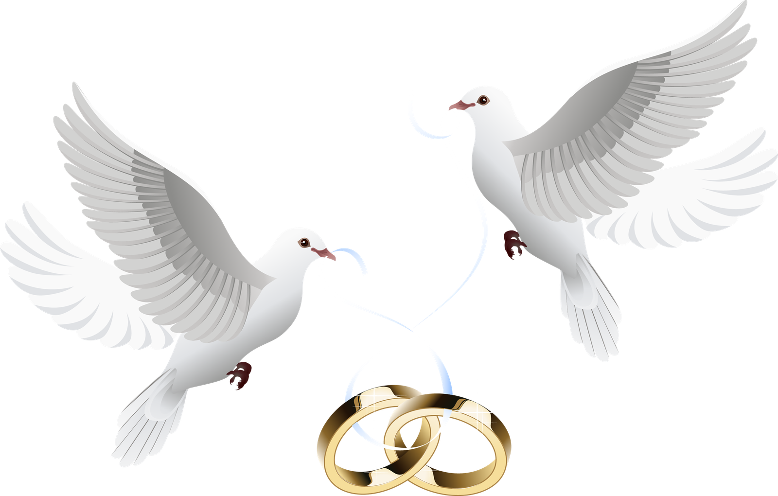 Love Pigeon Wedding Clipart Png HD Free Download