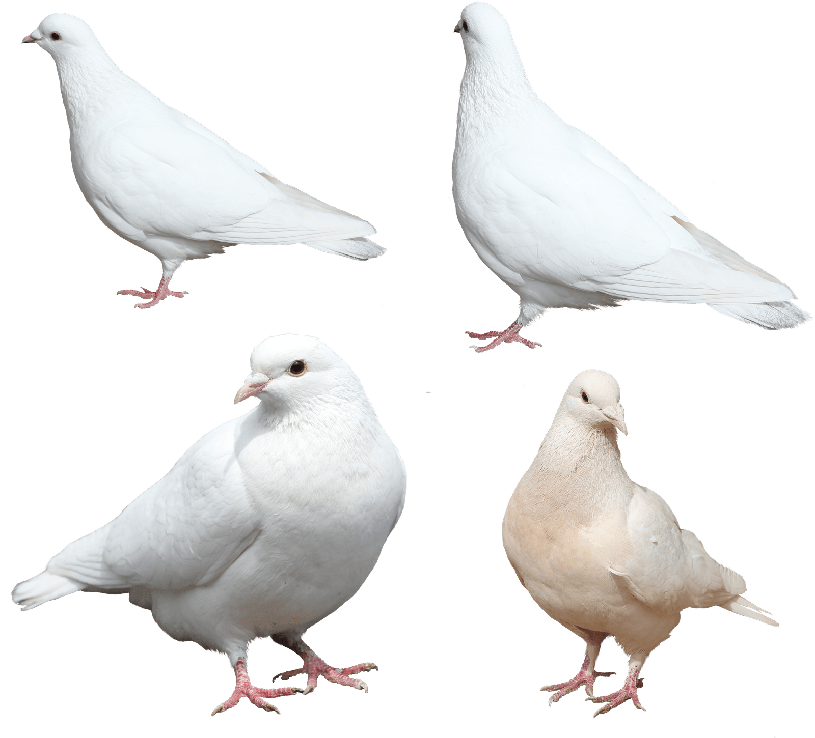White Pigeon Png HD Free Download