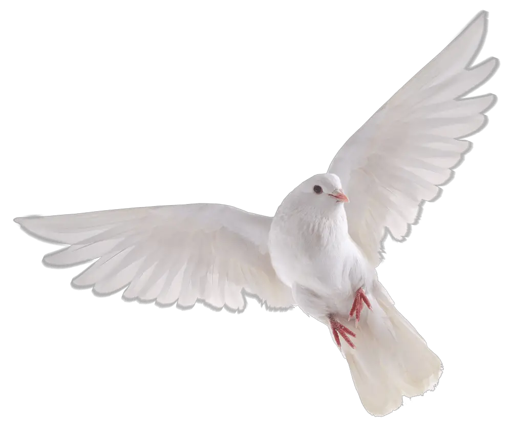 White Pigeon File Png HD Free Download