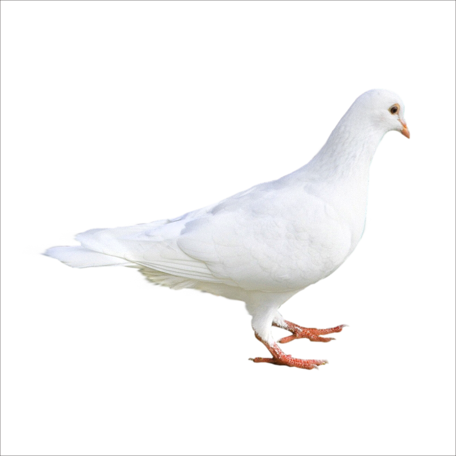 White Pigeon Png HD Free Download