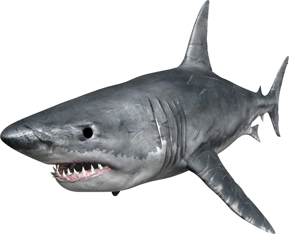 Real Wildlife Shark Png HD Free Download
