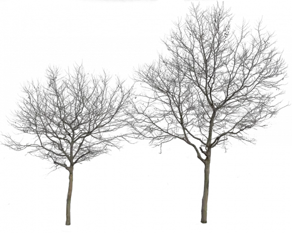 Tree Winter Png HD Free Download