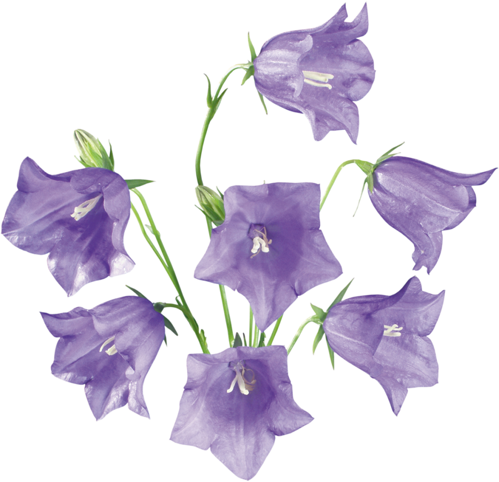 Flower Bluebells Png HD Free Download