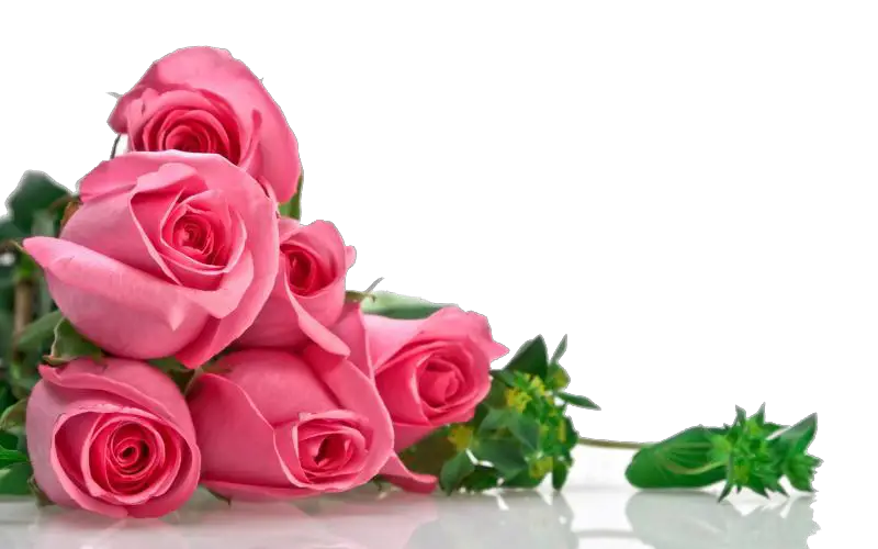 Blossom Pink Flower Bunch Rose Png HD Free Download