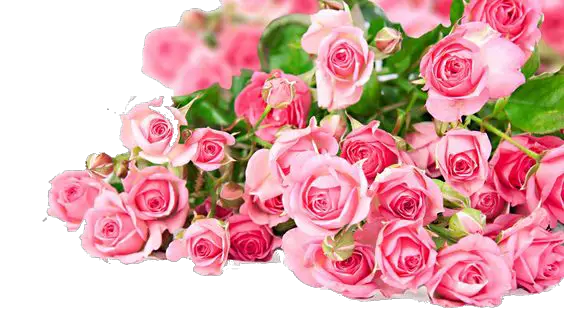 Pink Light Flower Bunch Rose Png HD Free Download