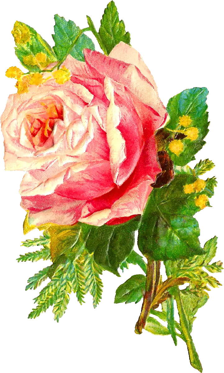 Pink Rose Flower Bunch Png HD Free Download