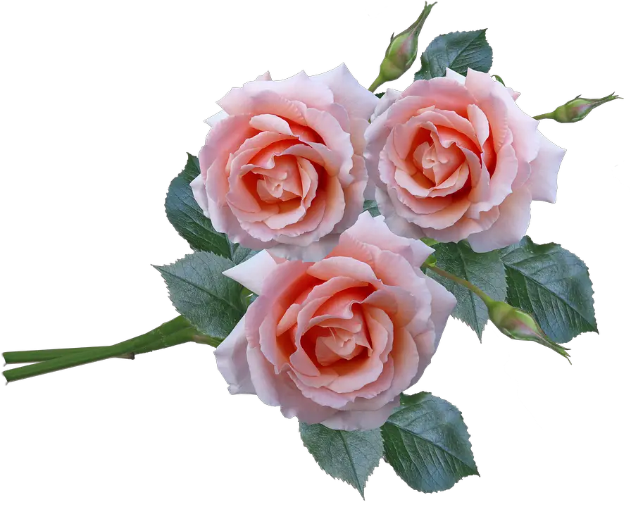Pink Spring Flower Bunch Rose Png HD Free Download